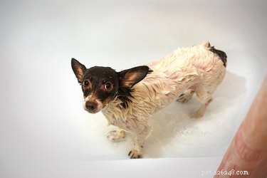 Best Flea Treatments for Cats & Dogs: Trusted 2024 Choices