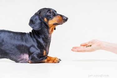 Best Flea Treatments for Cats & Dogs: Trusted 2024 Choices
