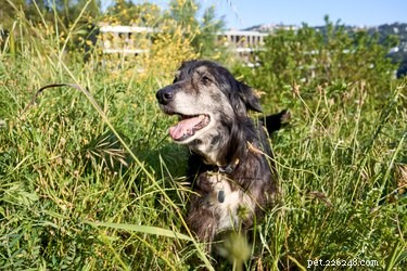 Using Bug Spray on Dogs: What You Need to Know