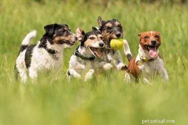 Using Bug Spray on Dogs: What You Need to Know