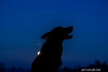Do Dogs Have Night Vision? How They See in Low Light