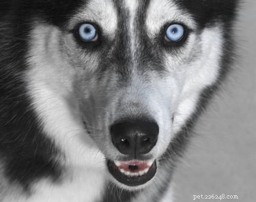 Do Dogs Have Night Vision? How They See in Low Light