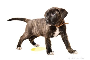 Effective Home Remedies for Treating Your Dog’s Urinary Tract Infection