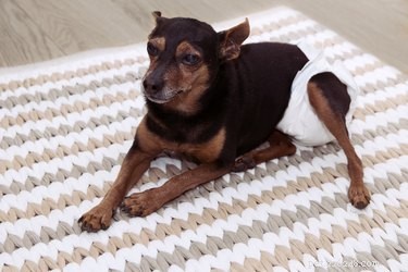 Effective Home Remedies for Treating Your Dog’s Urinary Tract Infection