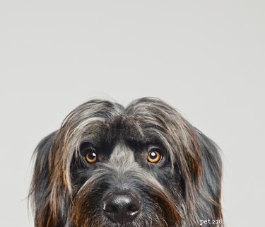 Dog Hair vs. Dog Fur: Understanding the Key Differences
