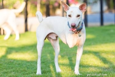 Caring for a Three‑Legged Dog or Cat: Essential Tips & Guidance