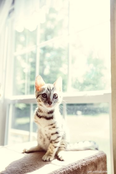 Caring for a Three‑Legged Dog or Cat: Essential Tips & Guidance
