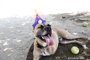 Caring for a Three‑Legged Dog or Cat: Essential Tips & Guidance