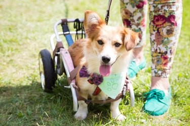 Caring for a Three‑Legged Dog or Cat: Essential Tips & Guidance