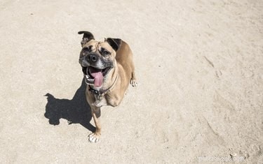 Caring for a Three‑Legged Dog or Cat: Essential Tips & Guidance