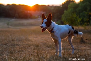 Caring for a Three‑Legged Dog or Cat: Essential Tips & Guidance