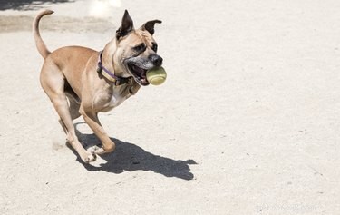 Caring for a Three‑Legged Dog or Cat: Essential Tips & Guidance
