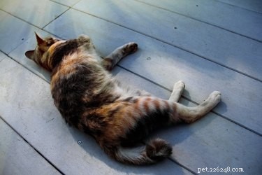 Caring for a Three‑Legged Dog or Cat: Essential Tips & Guidance