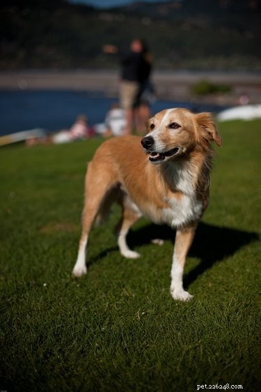 Caring for a Three‑Legged Dog or Cat: Essential Tips & Guidance