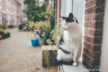 Caring for a Three‑Legged Dog or Cat: Essential Tips & Guidance