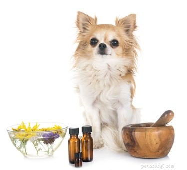 Is Argan Oil Safe for Your Dog’s Skin? Expert Tips & Benefits