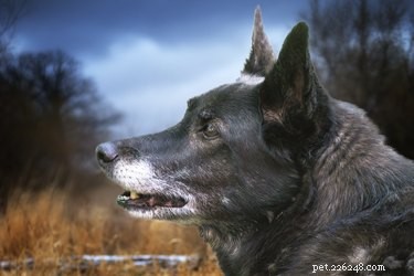 Understanding Raised Hackles in Dogs: Causes, Signs, and How to Respond