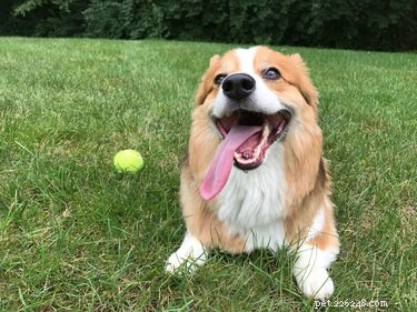 Understanding Raised Hackles in Dogs: Causes, Signs, and How to Respond