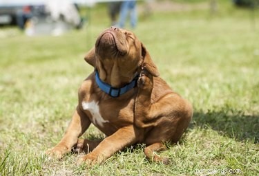 Is Dog-Approved Lotion Safe for Your Pet’s Skin? Vet-Approved Guidance Inside