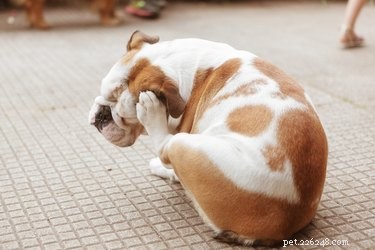 Is Dog-Approved Lotion Safe for Your Pet’s Skin? Vet-Approved Guidance Inside