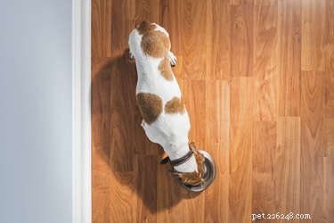 Can Dogs Suffer Food Poisoning? Understanding Risks and Prevention