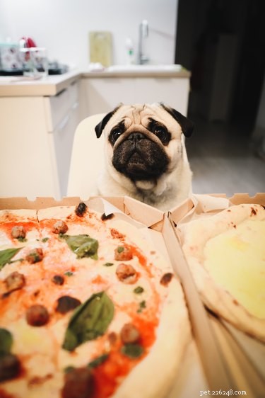 Can Dogs Suffer Food Poisoning? Understanding Risks and Prevention
