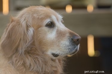 Recognizing and Managing Arthritis in Dogs: Signs, Diagnosis, and Care