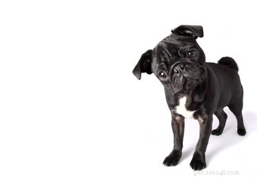 Are Bamboo Shoots Safe for Dogs? A Veterinary Guide