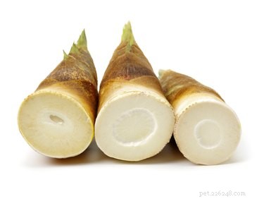 Are Bamboo Shoots Safe for Dogs? A Veterinary Guide