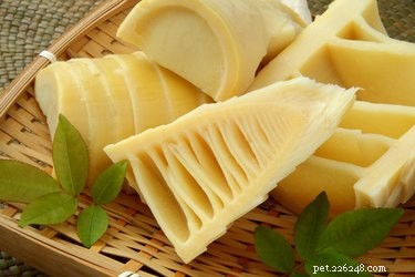 Are Bamboo Shoots Safe for Dogs? A Veterinary Guide