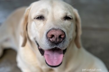 Recognizing Dehydration in Dogs: Key Symptoms & Immediate Actions