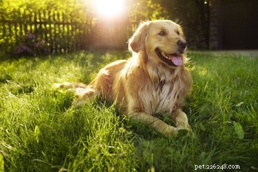 Recognizing Dehydration in Dogs: Key Symptoms & Immediate Actions