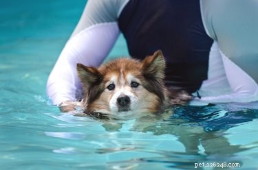 Hydrotherapy for Dogs: Benefits, Methods, and Recovery