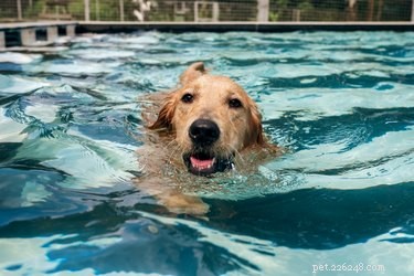 Hydrotherapy for Dogs: Benefits, Methods, and Recovery