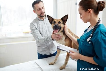 Why Your Dog Might Be Gagging: Causes and How to Help