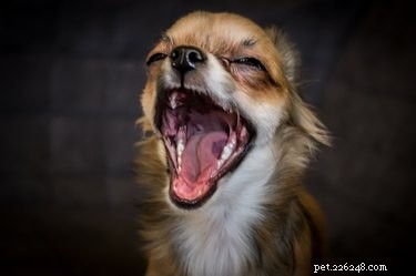 Why Your Dog Might Be Gagging: Causes and How to Help