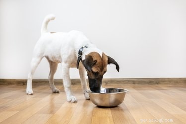 How to Safely Feed a Dog with Diarrhea: Essential Tips & Food Guidelines