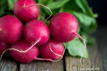 Are Radishes Safe for Dogs? A Quick Guide