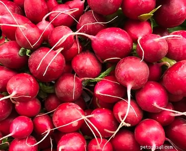 Are Radishes Safe for Dogs? A Quick Guide