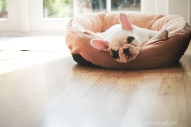 Is a Memory Foam Bed Right for Your Dog? Factors to Consider