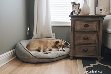 Is a Memory Foam Bed Right for Your Dog? Factors to Consider