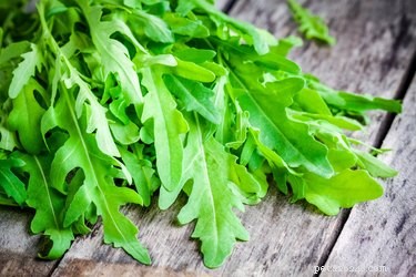 Can Dogs Safely Eat Arugula? Health Benefits & Tips