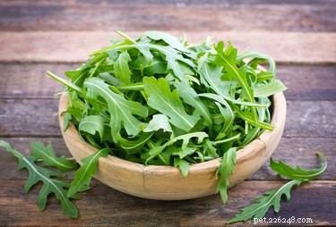 Can Dogs Safely Eat Arugula? Health Benefits & Tips