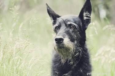 Spaying or Neutering Your Senior Dog: Risks and Benefits
