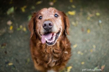 Spaying or Neutering Your Senior Dog: Risks and Benefits