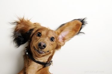 Is Ginger Safe and Beneficial for Dogs?