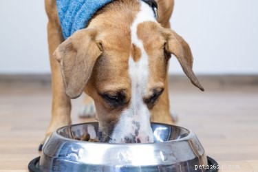 Adapting Your Dog s Diet for Every Life Stage