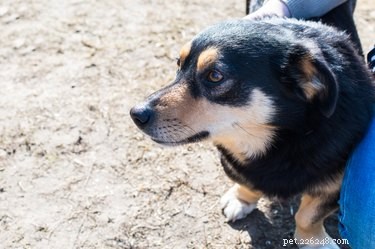 How to Spot and Treat Dog Hot Spots: Expert Tips for a Comfortable Summer