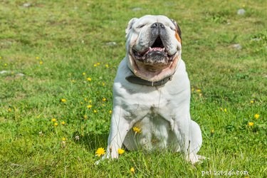 How to Spot and Treat Dog Hot Spots: Expert Tips for a Comfortable Summer