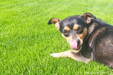 How to Spot and Treat Dog Hot Spots: Expert Tips for a Comfortable Summer